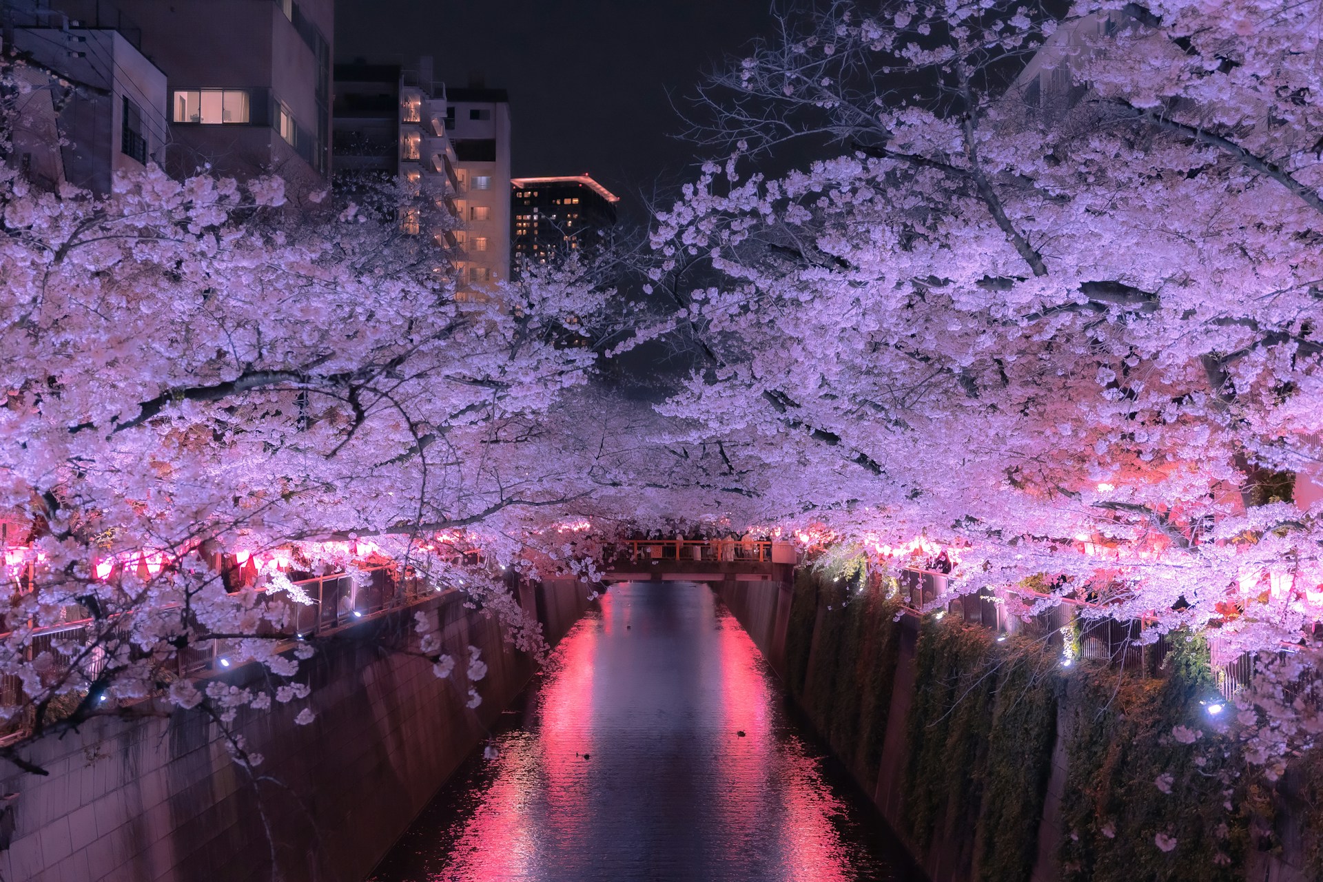 Cherry blossoms lit up at night over a canal, with lantern reflections on the water.